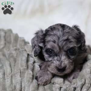 Ringo, Cavapoo Puppy